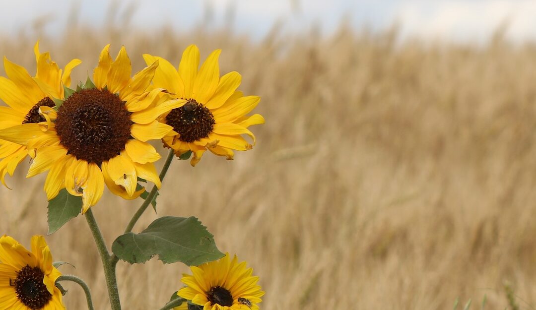 slideshow_sunflowers